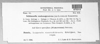 Schizonella melanogramma image